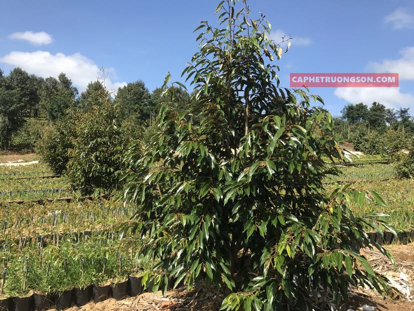 Chia sẻ với hơn 99 mô hình trồng sầu riêng ở thái lan tuyệt vời nhất   Eteachers